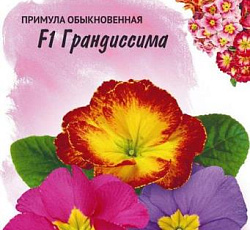Примула обыкновенная Грандиссима смесь F1