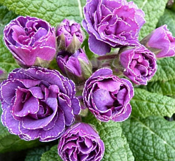 Примула (обыкновенная) - Фру Фру (Люкс)