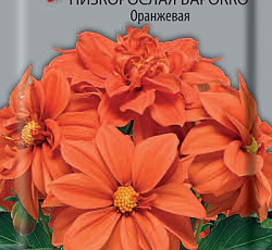 Георгина низкорослая Барокко Оранжевая