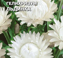 Гелихризум Льдинка