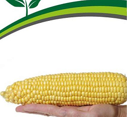 Кукуруза Саммер Свит F1 (сахарная)
