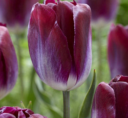 Тюльпан (Триумф) - Канзас Прауд