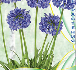 Агапантус Синий