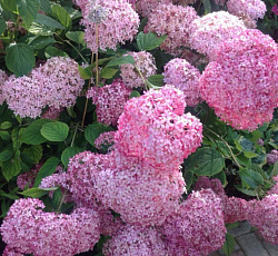 Гортензия (древовидная) - Пинк Анабель (Люкс)