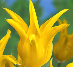 Тюльпан (Лилиецветный) - Флэшбэк