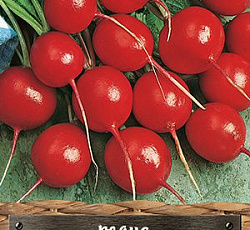 Редис Эспрессо F1