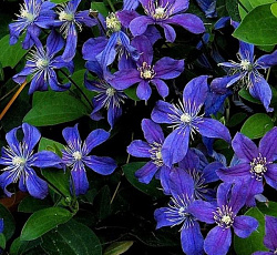 Клематис цельнолистный Сапфировая россыпь