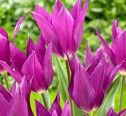 Тюльпан (Лилиецветный) - Йуми но Мурасаки