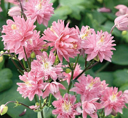 Аквилегия (гибрид МакКаны) - Барлоу Пинк