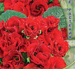 Примула махровая Розелла Ред