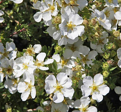 Лапчатка (кустарниковая) - Эбботсвуд