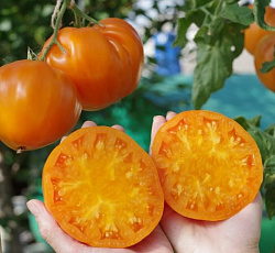 Томат Амана оранж