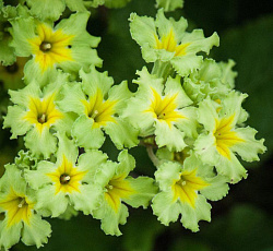 Примула (гибридная) - Франческа (Люкс)