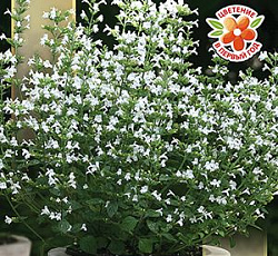 Душевик Горная мята марвелетт белый