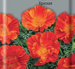 Эшшольция феерия Красная