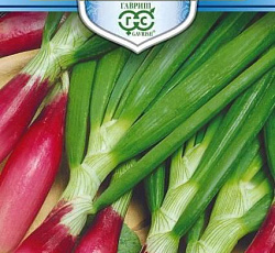 Лук батун Русское застолье (на зелень)