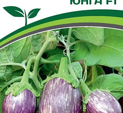 Баклажан Юнга F1