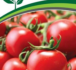 Томат Зимняя вишня F1