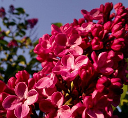 Сирень обыкновенная - Красная Москва