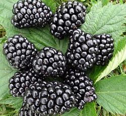 Ежевика - Тонфри