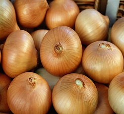 Лук репчатый Бессоновский местный