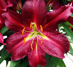 Лилия (восточная) - Авиньер