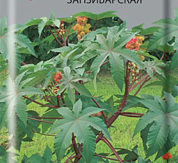 Клещевина Занзибарская