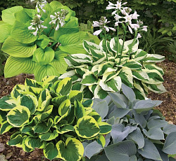 Хоста гибридная Сад без хлопот