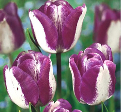 Тюльпан (Триумф) - Хотпэнтс