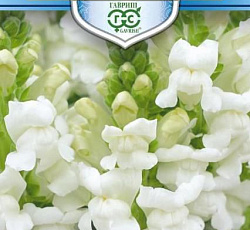 Антирринум (Львиный зев) Белый лев