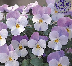 Фиалка рогатая Флорал Пауэр Вайт Роуз Винг