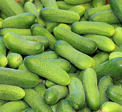 Огурец Луховицкий F1