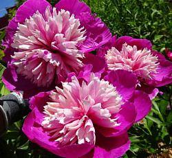 Пион (травянистый) - Селебрити (Люкс)