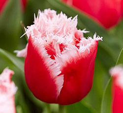 Тюльпан (Бахромчатый) - Нью Санта