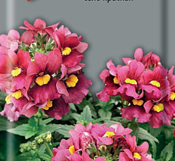 Немезия Соло красная