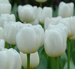 Тюльпан (Триумф) - Антарктика