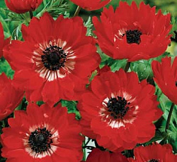 Анемона (корончатая) - Сент Бриджит Зе Гувернер