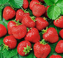 Клубника (земляника) садовая Хоней