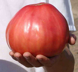 Томат Бычье сердце розовое