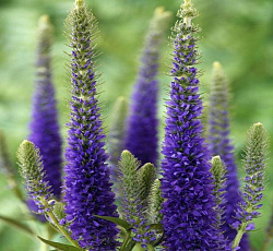 Вероника колосистая Голубая