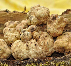 Трюфель белый Российский