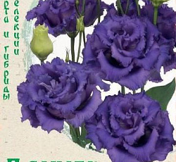 Эустома (лизиантус) Алисса синяя F1 (крупноцветковая)