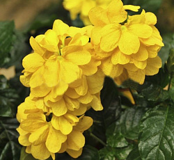 Кроссандра Тропик Желтая