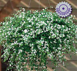 Бакопа Сноутопия