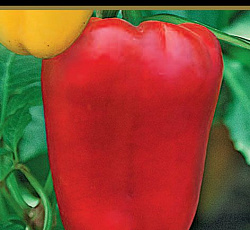 Перец сладкий Фараон F1