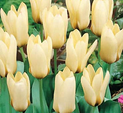 Тюльпан (Фостера) - Концерто