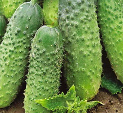 Огурец Мурашка F1