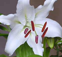 Лилия (восточная) - Касабланка