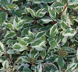 Дерен (белый) - Сибирика Вариегата