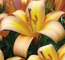 Лилия (трубчатая) - Расти Планет